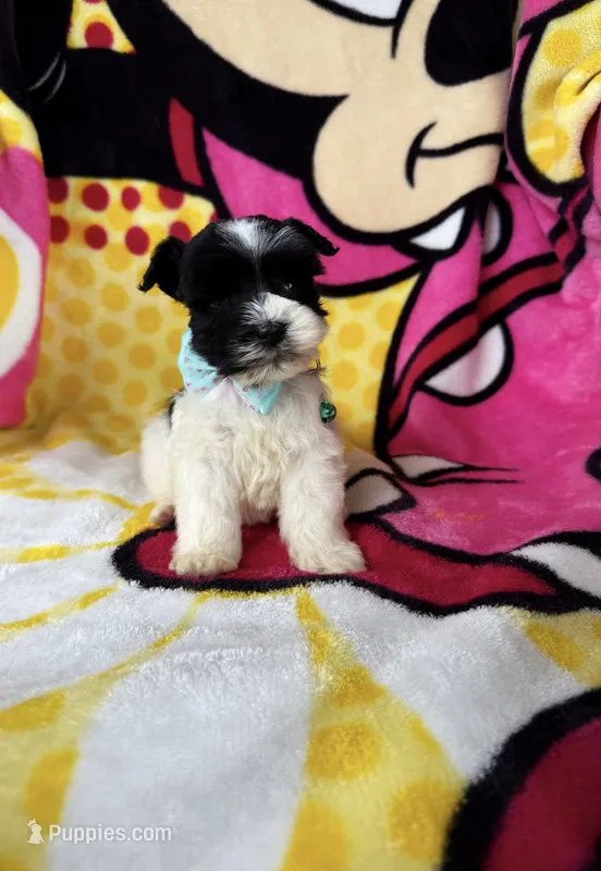 Tcup male  – Miniature Schnauzer puppy for sale in Panama City Beach, FL