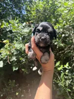 Toy female , a female Miniature Schnauzer for sale in Panama City Beach, FL – 3 of 5
