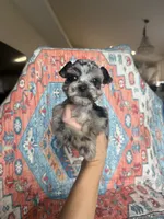 Toy Merle , a male Miniature Schnauzer for sale in Panama City Beach, FL – 2 of 5