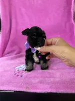 Reserved Tiny Toy female , a female Miniature Schnauzer for sale in Panama City Beach, FL – 4 of 4