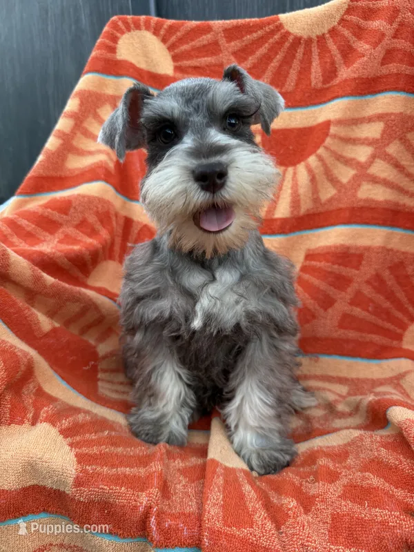 Liver pepper  – Miniature Schnauzer puppy for sale in Panama City Beach, FL