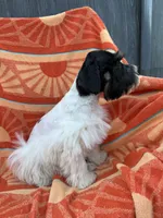 Black Parti boy, a male Miniature Schnauzer for sale in Panama City Beach, FL – 7 of 7