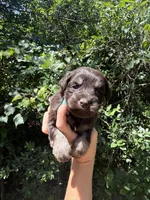 Chocolate male , a male Miniature Schnauzer for sale in Panama City Beach, FL – 3 of 4