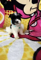 Tcup male , a male Miniature Schnauzer for sale in Panama City Beach, FL – 5 of 6