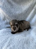 Liver pepper boy, a male Miniature Schnauzer for sale in Tallahassee, FL – Photo 5 of 6