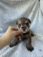 Liver pepper boy, a male Miniature Schnauzer for sale in Tallahassee, FL – Photo 1 of 6