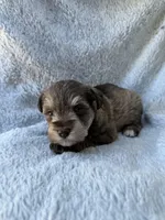 Liver pepper boy, a male Miniature Schnauzer for sale in Tallahassee, FL – Photo 3 of 6