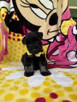 Reserved Toy male , a male Miniature Schnauzer for sale in Panama City Beach, FL – 3 of 5