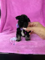 Reserved Tiny Toy female , a female Miniature Schnauzer for sale in Panama City Beach, FL – 3 of 4