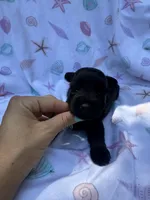 Toy male , a male Miniature Schnauzer for sale in Panama City Beach, FL – 3 of 3
