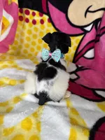 Tcup male , a male Miniature Schnauzer for sale in Panama City Beach, FL – 2 of 6