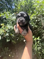 Toy female , a female Miniature Schnauzer for sale in Panama City Beach, FL – 5 of 5