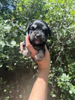 Toy female , a female Miniature Schnauzer for sale in Panama City Beach, FL – 4 of 5