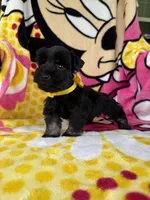 Reserved Toy male , a male Miniature Schnauzer for sale in Panama City Beach, FL – 4 of 5