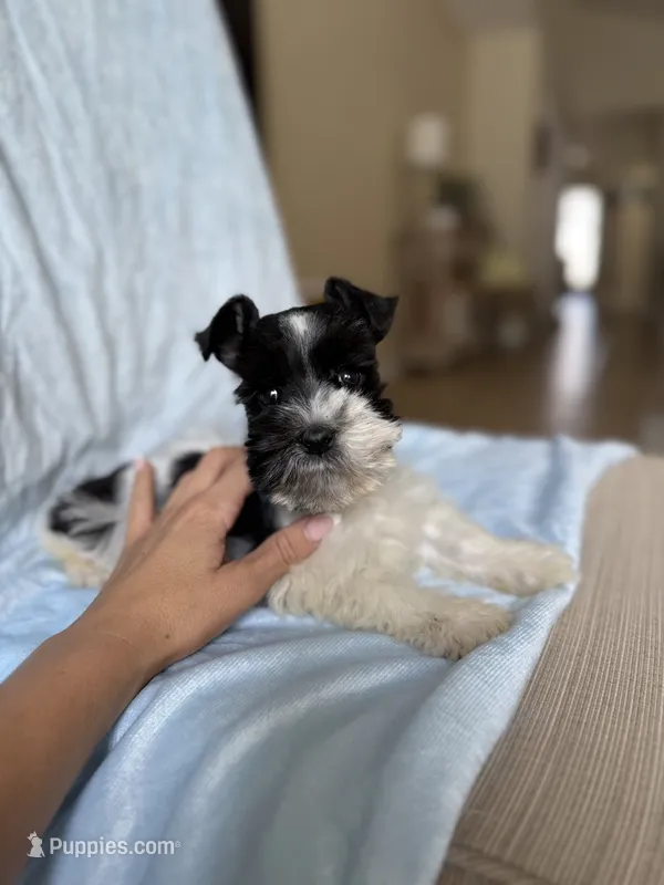 Available Tcup male  – Miniature Schnauzer puppy for sale in Panama City Beach, FL