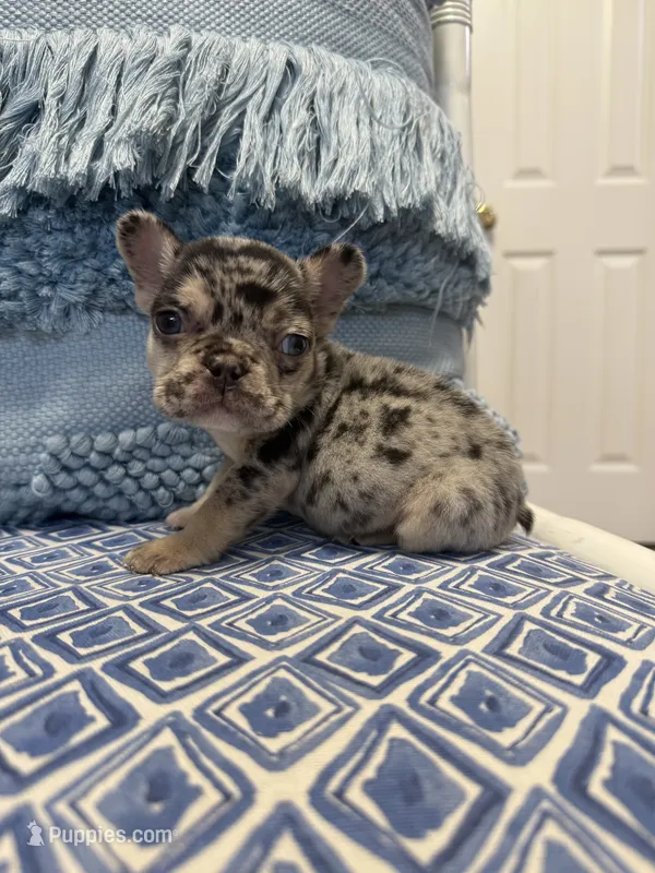 Chocolate Merle puppy  – French Bulldog puppy for sale in Panama City Beach, FL