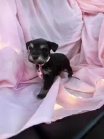 Reserved , a female Miniature Schnauzer for sale in Tallahassee, FL – Photo 3 of 3