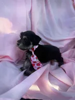 Reserved , a female Miniature Schnauzer for sale in Tallahassee, FL – Photo 2 of 3