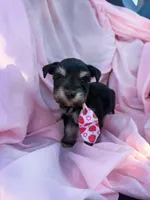Reserved , a female Miniature Schnauzer for sale in Tallahassee, FL – Photo 1 of 3