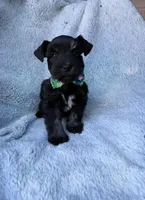 Reserved , a male Miniature Schnauzer for sale in Tallahassee, FL – Photo 1 of 3