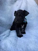 Reserved , a male Miniature Schnauzer for sale in Tallahassee, FL – Photo 2 of 3