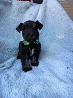 Reserved , a male Miniature Schnauzer for sale in Tallahassee, FL – Photo 3 of 3