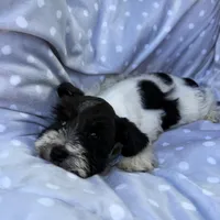 Black Parti boy, a male Miniature Schnauzer for sale in Tallahassee, FL – Photo 2 of 3