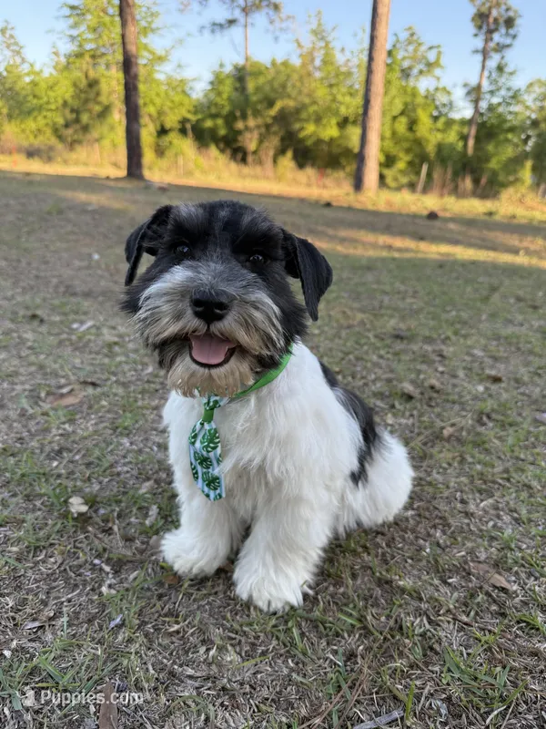 Black Parti boy – Miniature Schnauzer puppy for sale in Panama City Beach, FL