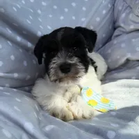 Black Parti boy, a male Miniature Schnauzer for sale in Tallahassee, FL – Photo 3 of 3