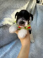 Black Parti boy, a male Miniature Schnauzer for sale in Tallahassee, FL – Photo 3 of 4