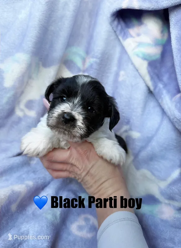 Black Parti boy