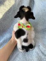 Black Parti boy, a male Miniature Schnauzer for sale in Tallahassee, FL – Photo 4 of 4