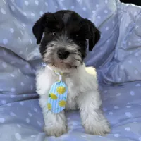 Black Parti boy, a male Miniature Schnauzer for sale in Tallahassee, FL – Photo 1 of 3