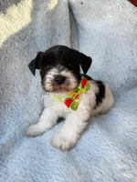 Black Parti boy, a male Miniature Schnauzer for sale in Tallahassee, FL – Photo 1 of 4