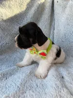 Black Parti boy, a male Miniature Schnauzer for sale in Tallahassee, FL – Photo 2 of 4