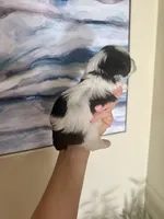 Toy black Parti , a male Miniature Schnauzer for sale in Panama City Beach, FL – 3 of 3