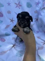 Toy female , a female Miniature Schnauzer for sale in Panama City Beach, FL – 2 of 5