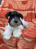 Black Parti boy, a male Miniature Schnauzer for sale in Panama City Beach, FL – 1 of 7
