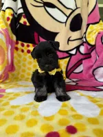 Reserved Toy male , a male Miniature Schnauzer for sale in Panama City Beach, FL – 2 of 5