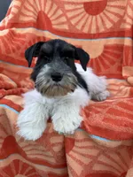 Black Parti boy, a male Miniature Schnauzer for sale in Panama City Beach, FL – 3 of 7