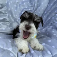 Parti colored boy, a male Miniature Schnauzer for sale in Tallahassee, FL – Photo 3 of 4