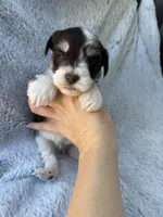 Parti colored boy, a male Miniature Schnauzer for sale in Tallahassee, FL – Photo 2 of 5