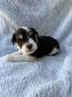 Parti colored boy, a male Miniature Schnauzer for sale in Tallahassee, FL – Photo 4 of 5