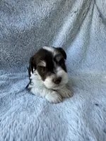 Parti colored boy, a male Miniature Schnauzer for sale in Tallahassee, FL – Photo 3 of 5