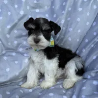 Parti colored boy, a male Miniature Schnauzer for sale in Tallahassee, FL – Photo 1 of 4