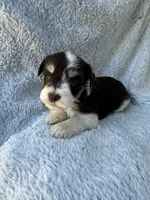 Parti colored boy, a male Miniature Schnauzer for sale in Tallahassee, FL – Photo 1 of 5