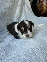 Parti colored boy, a male Miniature Schnauzer for sale in Tallahassee, FL – Photo 5 of 5