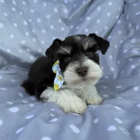 Parti colored boy, a male Miniature Schnauzer for sale in Tallahassee, FL – Photo 4 of 4