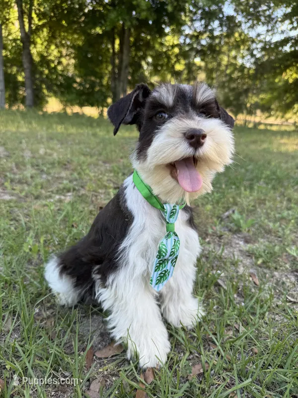 Parti colored boy – Miniature Schnauzer puppy for sale in Panama City Beach, FL