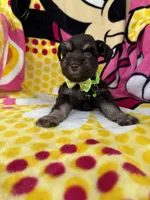 Reserved , a male Miniature Schnauzer for sale in Panama City Beach, FL – 5 of 5